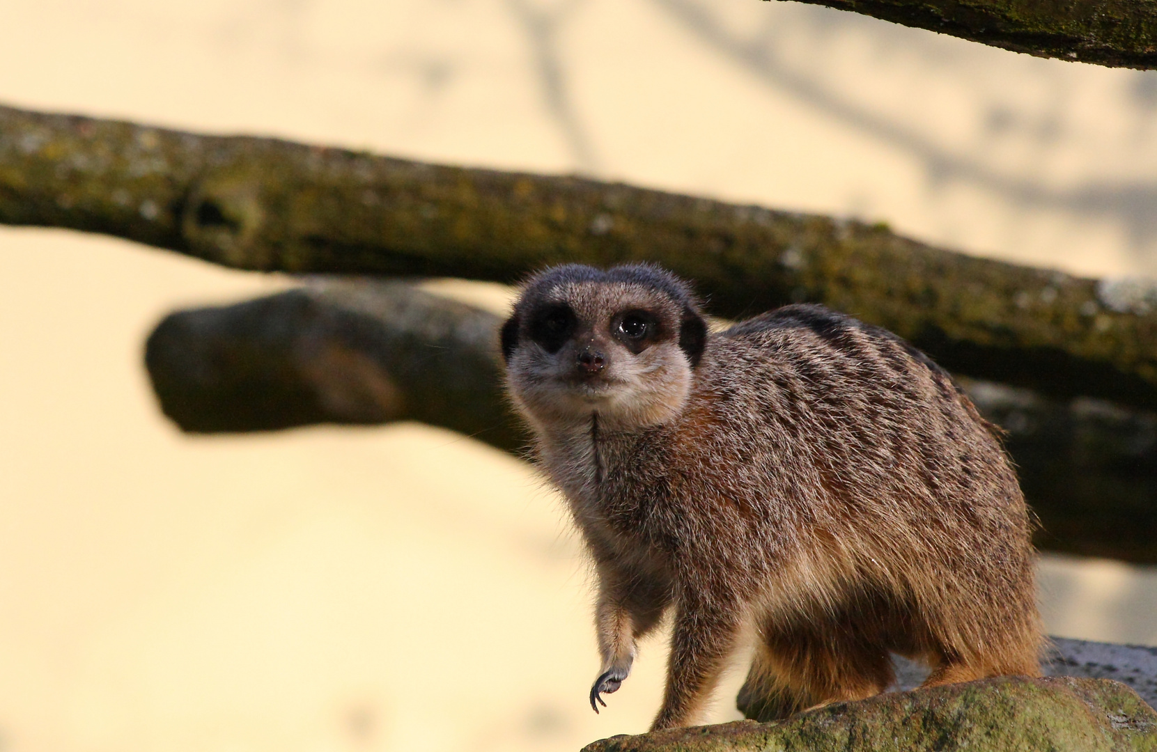 Allwetterzoo Erdmännchen