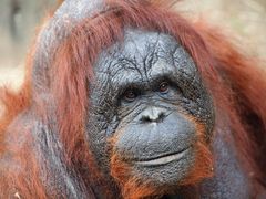 Allwetterzoo Münster 2