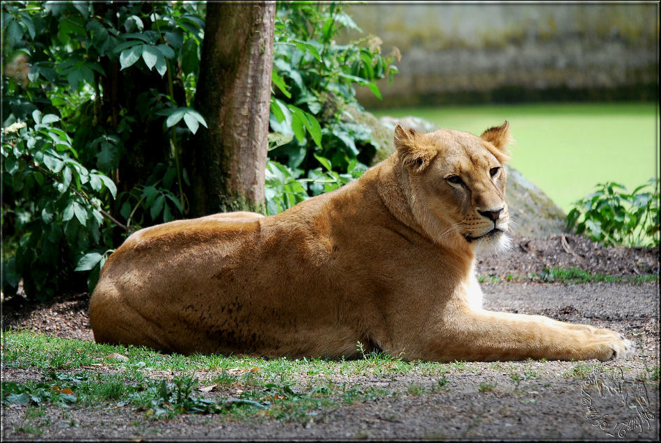 Allwetterzoo Münster 2011