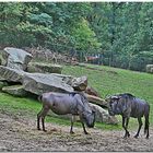 Allwetterzoo Münster