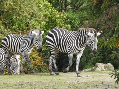 Allwetterzoo Münster