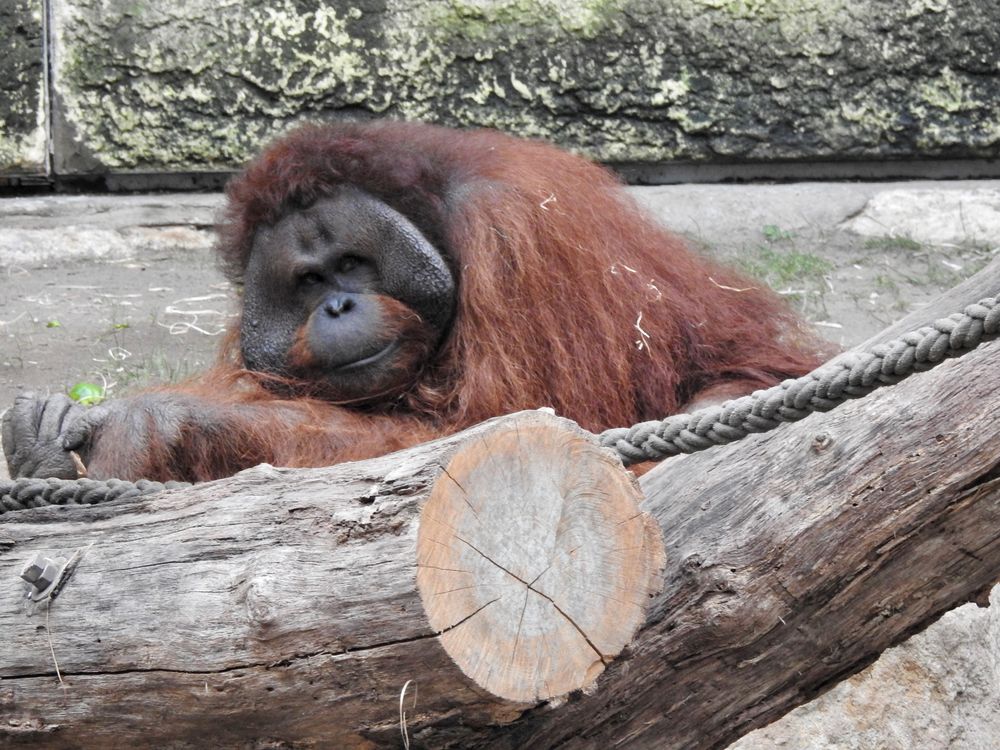 Allwetterzoo Münster