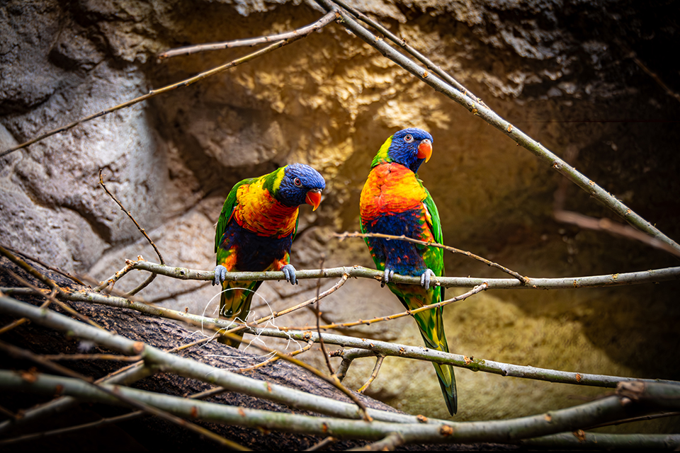 Allwetterzoo Münster bei den Loris