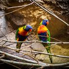 Allwetterzoo Münster bei den Loris