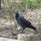 Allwetterzoo Münster