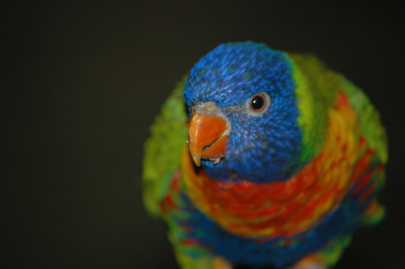 Allwetterzoo Münster