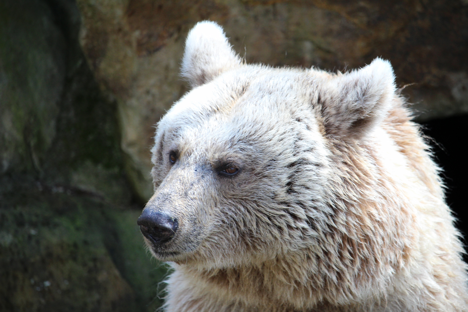 Allwetterzoo Münster Frühjahr 2015-1