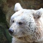 Allwetterzoo Münster Frühjahr 2015-1