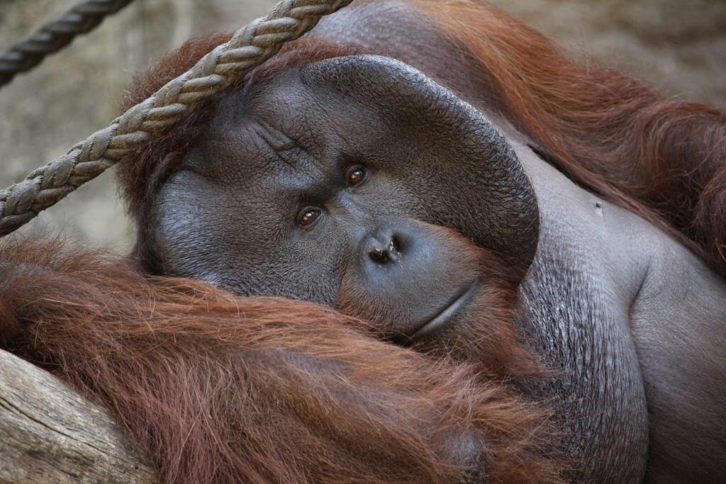 Allwetterzoo Münster Frühjahr 2015-3