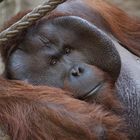 Allwetterzoo Münster Frühjahr 2015-3