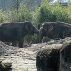 Allwetterzoo4