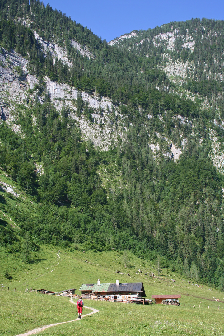 Alm am Königssee (IMG_5341_ji)