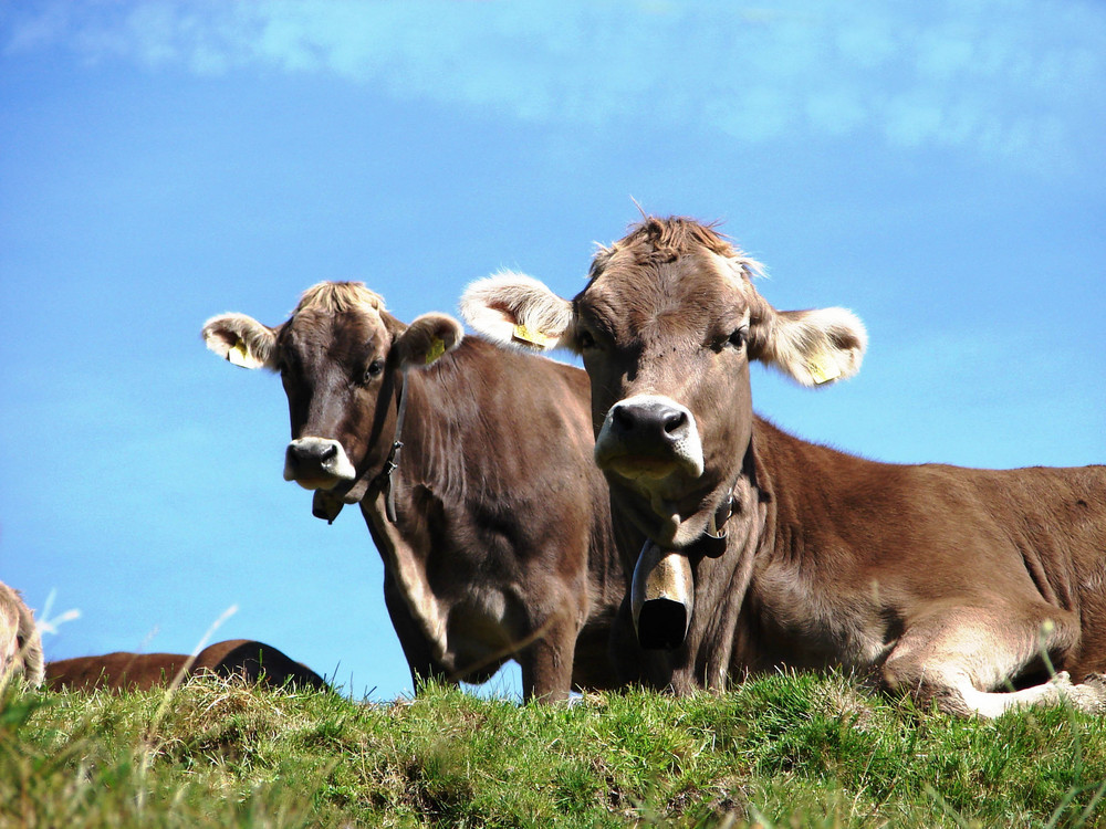 Alm Kühe auf der Alm im Allgäu