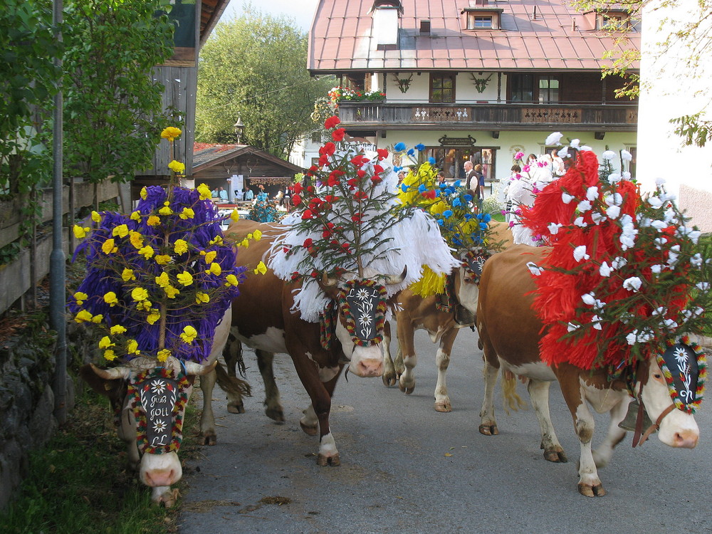 "Almabtrieb" 2009, Kelchsau, Tirol