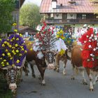 "Almabtrieb" 2009, Kelchsau, Tirol