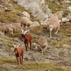 Almabtrieb am Col du Bonhomme