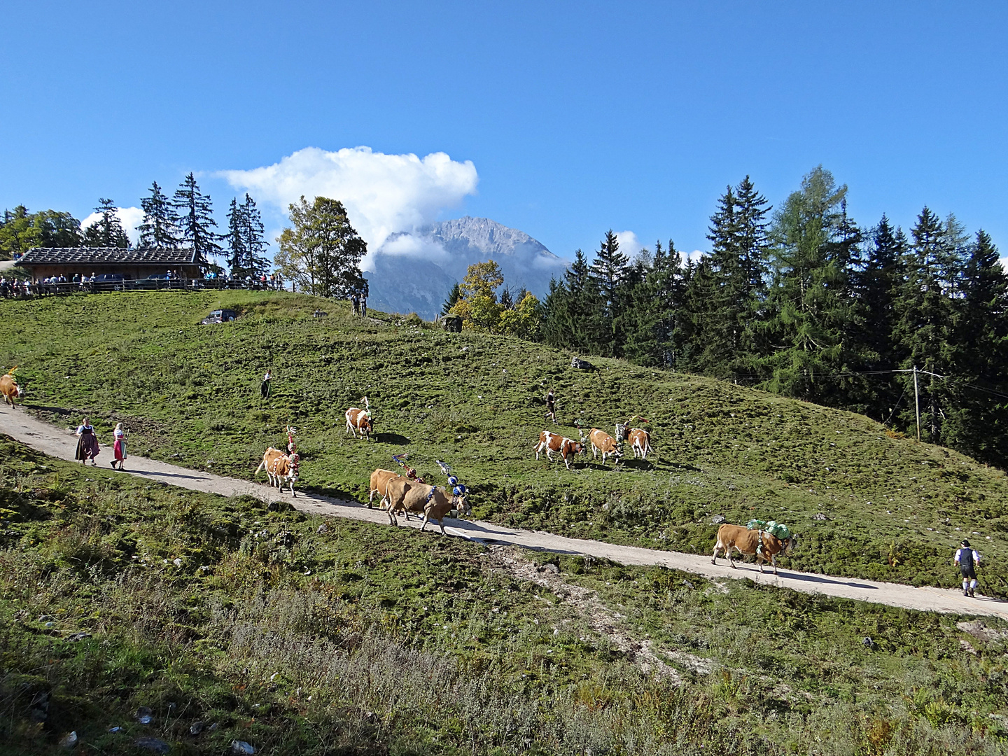 Almabtrieb am Jenner