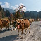 Almabtrieb am Tegernsee