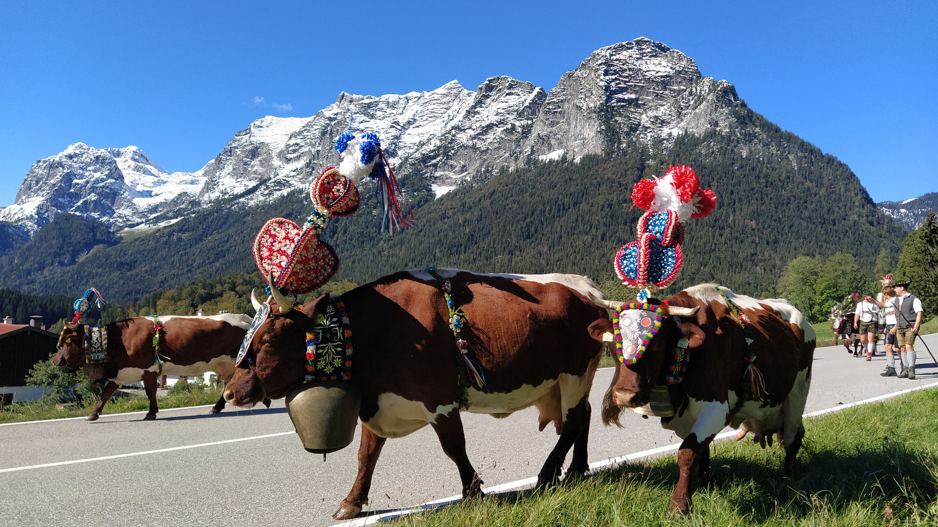 Almabtrieb bei Ramsau