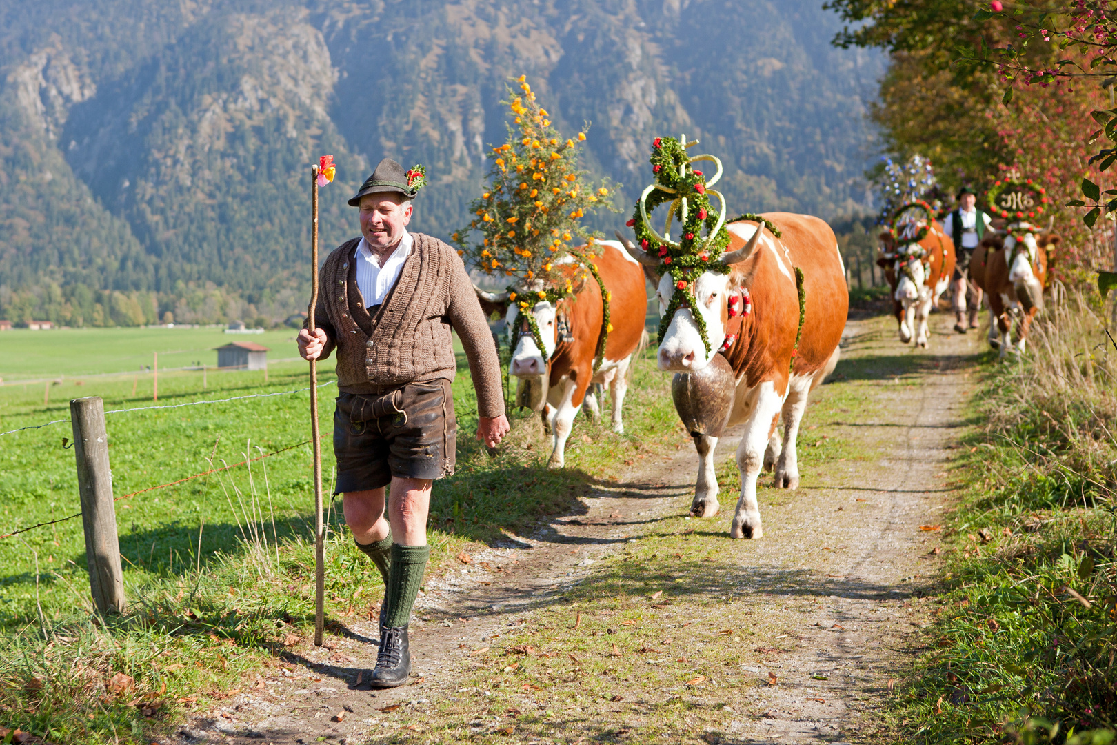 Almabtrieb bei Rottach-Egern