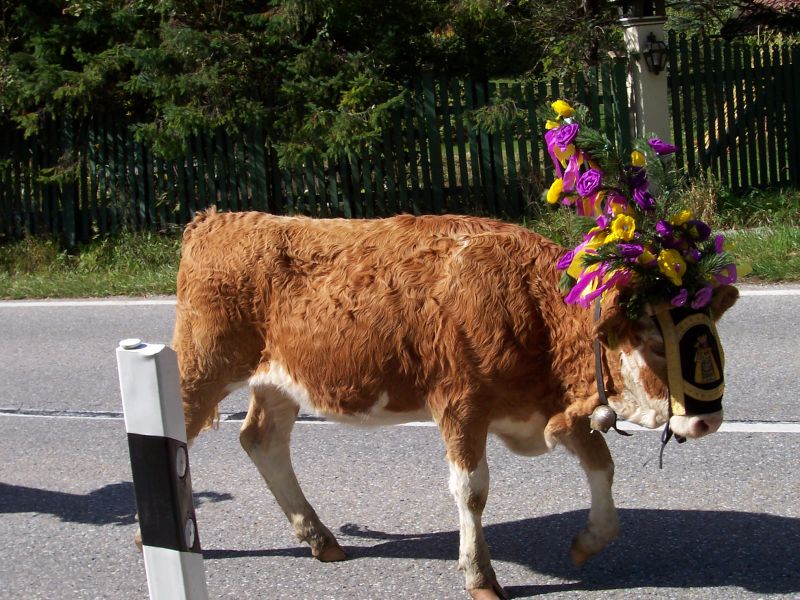 Almabtrieb Grattenbach in der Nähe von Sachrang / Oberbayern