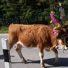 Almabtrieb Grattenbach in der Nähe von Sachrang / Oberbayern