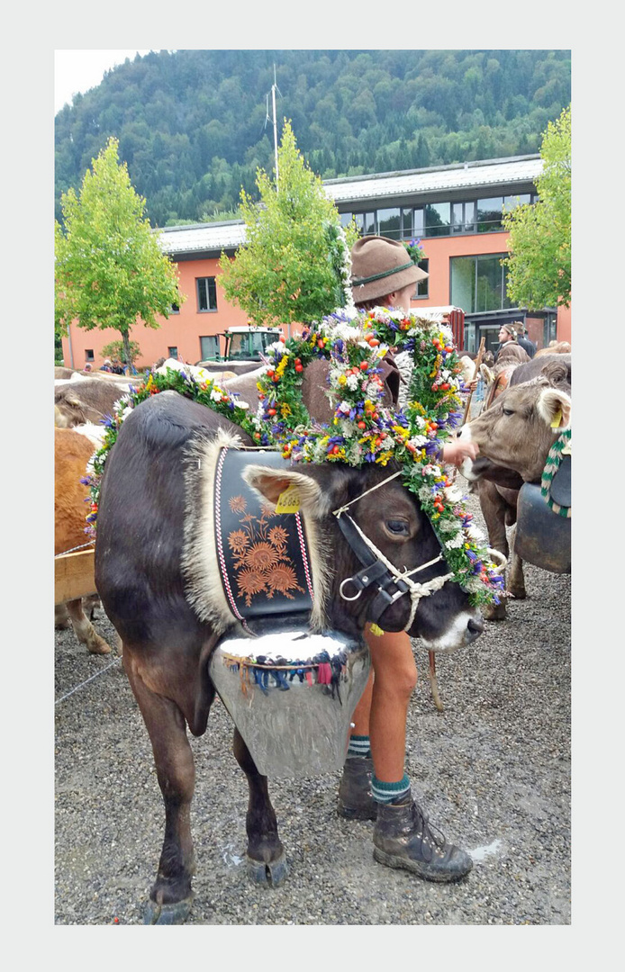 Almabtrieb  im Allgäu