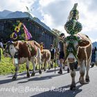 Almabtrieb im Berchtesgadener Land