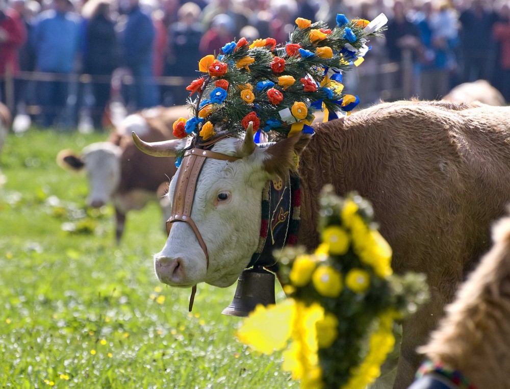 Almabtrieb im Chiemgau