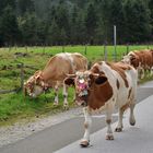 Almabtrieb im Kleinsölktal