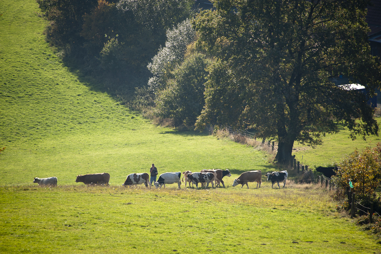 Almabtrieb im Teutoburger Wald