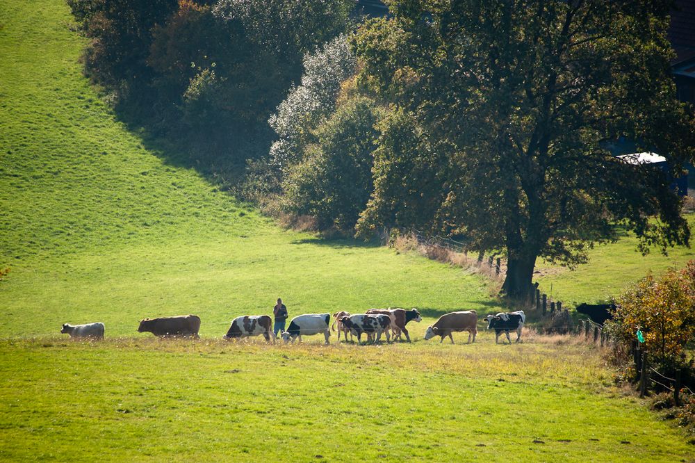 Almabtrieb im Teutoburger Wald