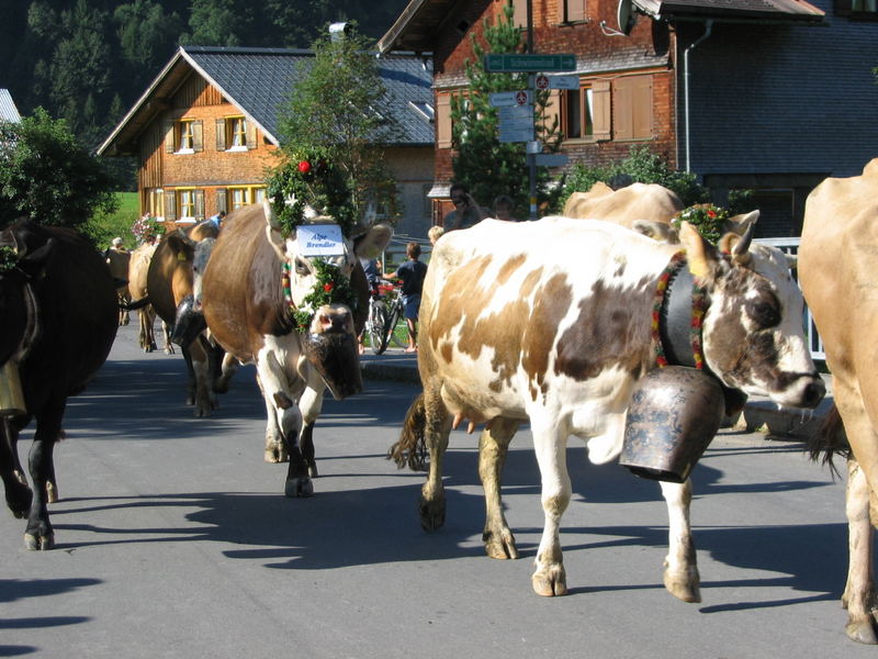 Almabtrieb in Au / Bregenzerwald