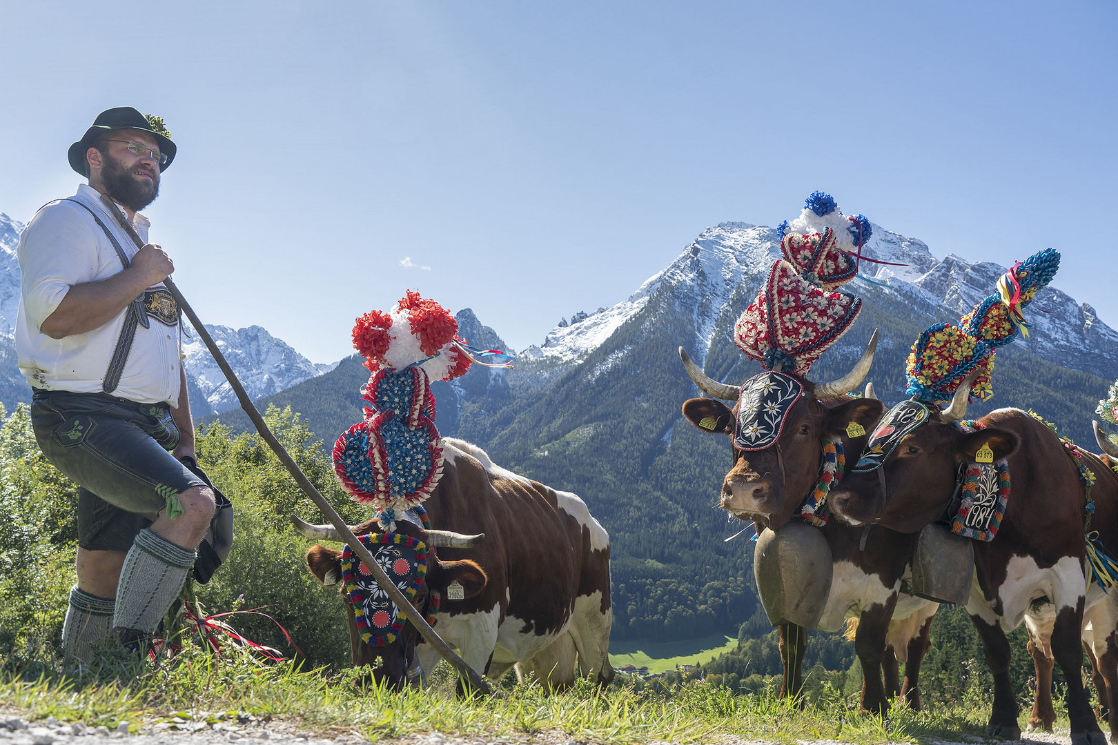 Almabtrieb in den Berchtesgadener Alpen