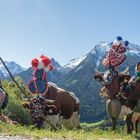 Almabtrieb in den Berchtesgadener Alpen