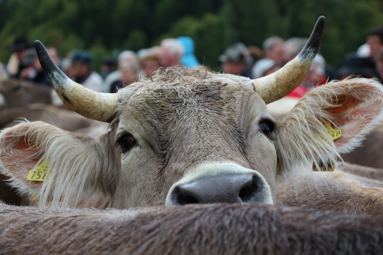 Almabtrieb in Oberstdorf 2013