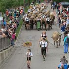 Almabtrieb nach Immenstadt