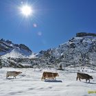 Almabtrieb Südtirol