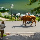 Almabtrieb Viehscheid  am Hintersee