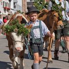 Almabtrieb - volle Konzentration