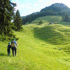 Almauftrieb - das letzte Stück