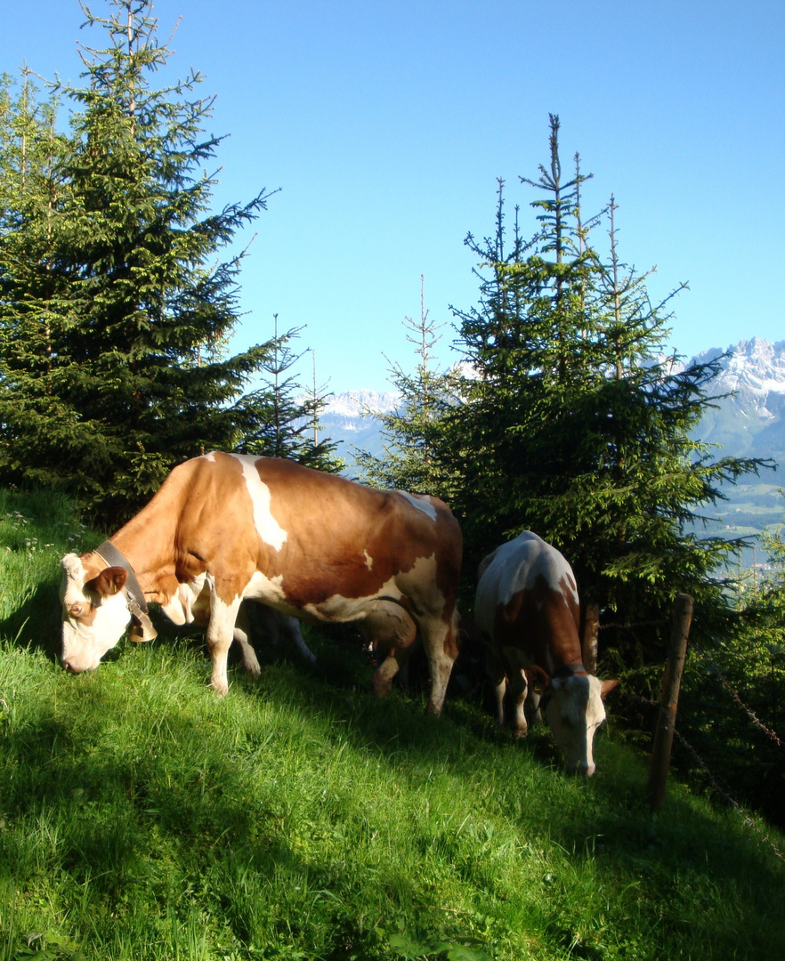 Almauftrieb - In der Wies`n