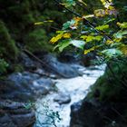 Almbachklamm - September 2017 - Erste Botschaften des Herbstes