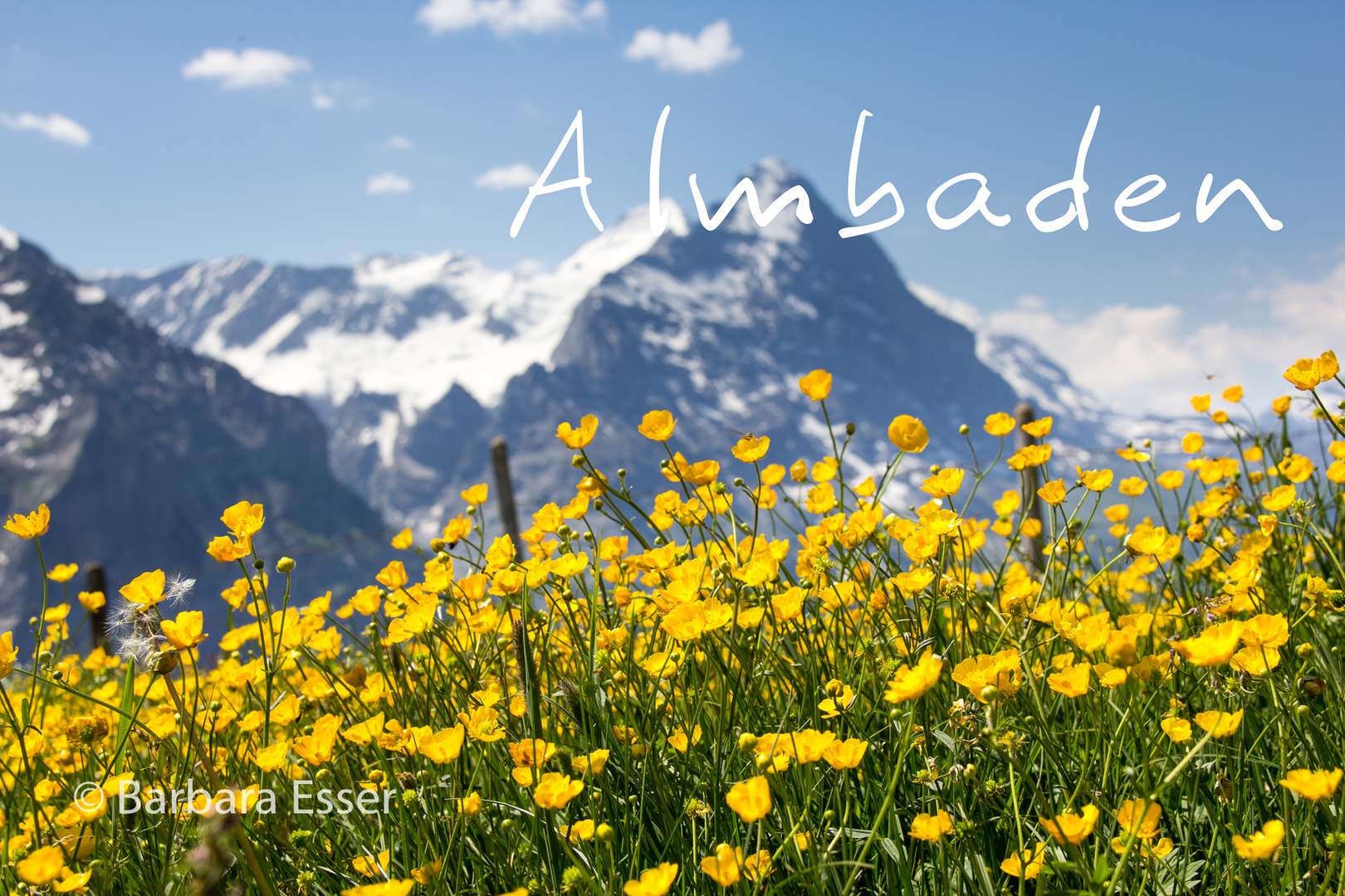 Almbaden - Berner Alpen. Blick zur Eigernordwand