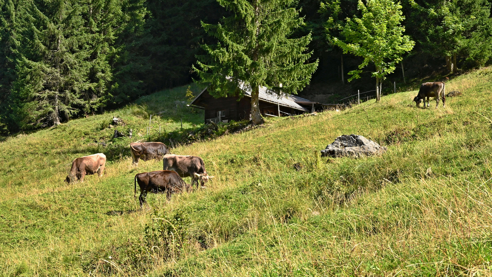 Almbetrieb im Bärgunttal