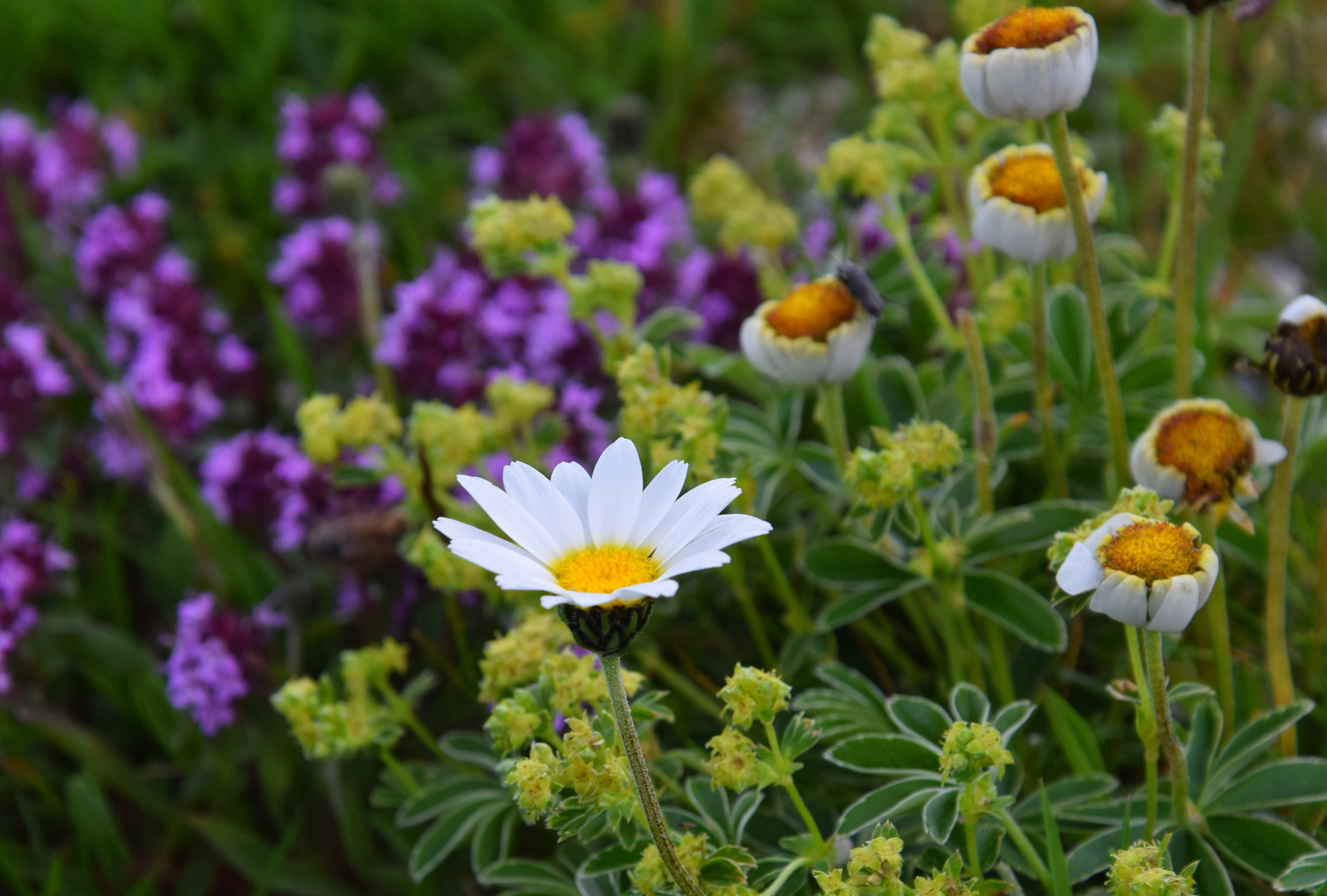 Almblume im Kräuterbett Foto &amp; Bild | natur, stillleben, landschaft ...