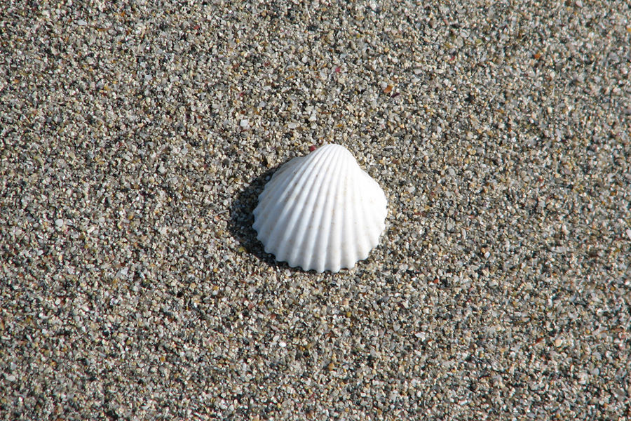 Almeja en la playa / Clam on the beach