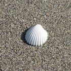 Almeja en la playa / Clam on the beach