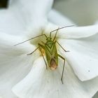  Almen-Schmuckwanze (Calocoris alpestris)