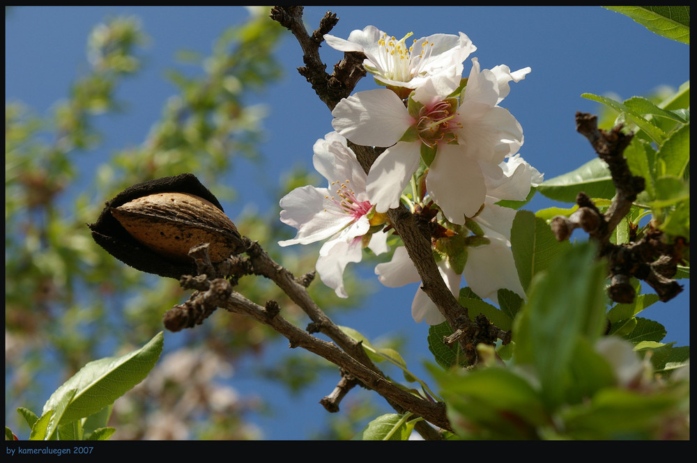 almendra